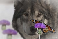 Monarch and Wolf II Fine Art Print