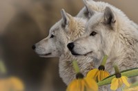Three Wolves Fine Art Print