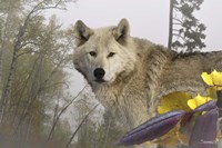 White Wolf Fine Art Print