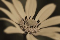 White And Black Flower Fine Art Print