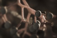 Black Berries On Branch Fine Art Print