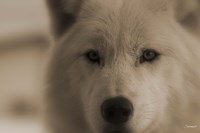 White Wolf Closeup Fine Art Print