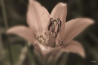 Pink And Black Flower Closeup Fine Art Print