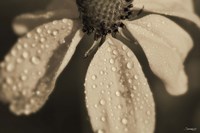Black And White Flower With Dew Fine Art Print
