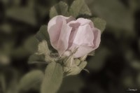 Pink Flower Closeup I Fine Art Print