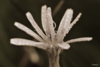 Pink Flower Petals And Dew Fine Art Print