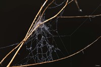 Spider Web Covered In Dew Fine Art Print