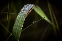 Grass Blade Covered With Dew Fine Art Print