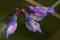 Purple And Blue Flower Buds Closeup Fine Art Print