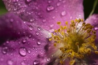 Pink And Yellow Flower With Dew II Fine Art Print