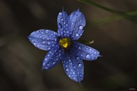 Blue Wildflower With Dew Fine Art Print