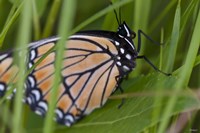 Orange And Black Butterfly On Leaf Fine Art Print