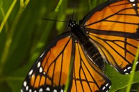 Orange Butterfly And Greenery Closeup Fine Art Print