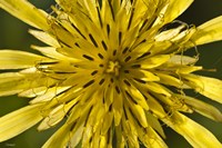 Yellow Flower Petals Closeup Fine Art Print