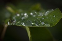 Drops Of Rain On Leaf Closeup II Framed Print