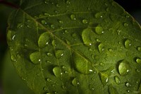 Drops Of Rain On Leaf Fine Art Print
