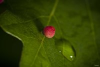 Red Berry On Leaf Fine Art Print