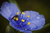 Bee On Blue And Yellow Flower Fine Art Print