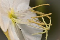 White Flower Bloomed Closeup Fine Art Print
