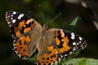 Butterfly With Brown And Black Specks Fine Art Print