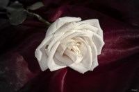 White Rose On Wine Closeup Fine Art Print