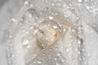 White Rose Closeup With Dew I Framed Print