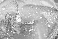 White Rose Closeup Black And White Fine Art Print