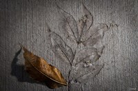 Cement Autumn 1283 Fine Art Print