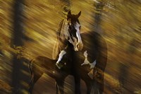 Wild Horses in the Badlands I Fine Art Print