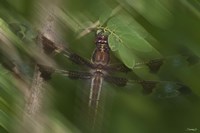 Natural Motif II Fine Art Print