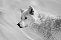 White Wolf BW Fine Art Print