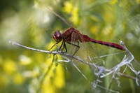 Red Dragonfly On White Stem Fine Art Print