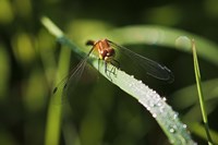 Orange Dragonfly On Green Stem Fine Art Print