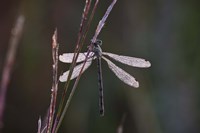 Dragonfly And Magenta Stems Fine Art Print