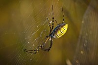 Yellow Spider On The Web Fine Art Print