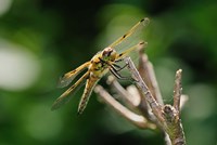 Orange Dragonfly On White Branch I Fine Art Print