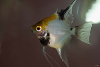 Angel Fish I Fine Art Print