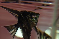 Angel Fish II Fine Art Print