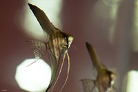 Angel Fish III Fine Art Print
