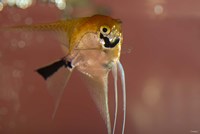 Angel Fish X Fine Art Print