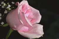 The Rose Pink Fine Art Print