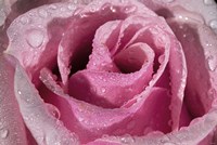 The Rose Pink And Raindrops Fine Art Print
