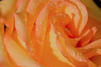 The Rose Orange And Raindrops Fine Art Print