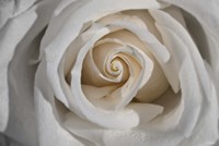 White Rose Petals Closeup Fine Art Print