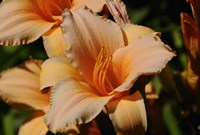 Shades Of Nature Orange Flowers Fine Art Print