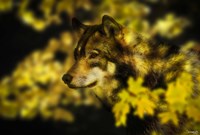 Gold Shadows 2 Fine Art Print