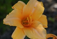 Shades Of Nature Orange Flower Fine Art Print