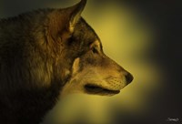 Wolf Profile In Orange Fall Leaves Fine Art Print
