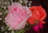 The Roses Pink And Red Fine Art Print