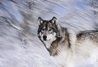 River Wolf I Framed Print